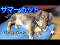 ダックス カット かわいい 313929-ダックス カット 可愛い