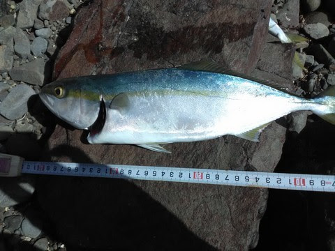 ブリの漢字 魚へんに師 海水魚の種類と釣り方