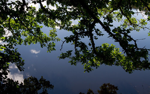 wallpaper water. Tree amp; water wallpaper