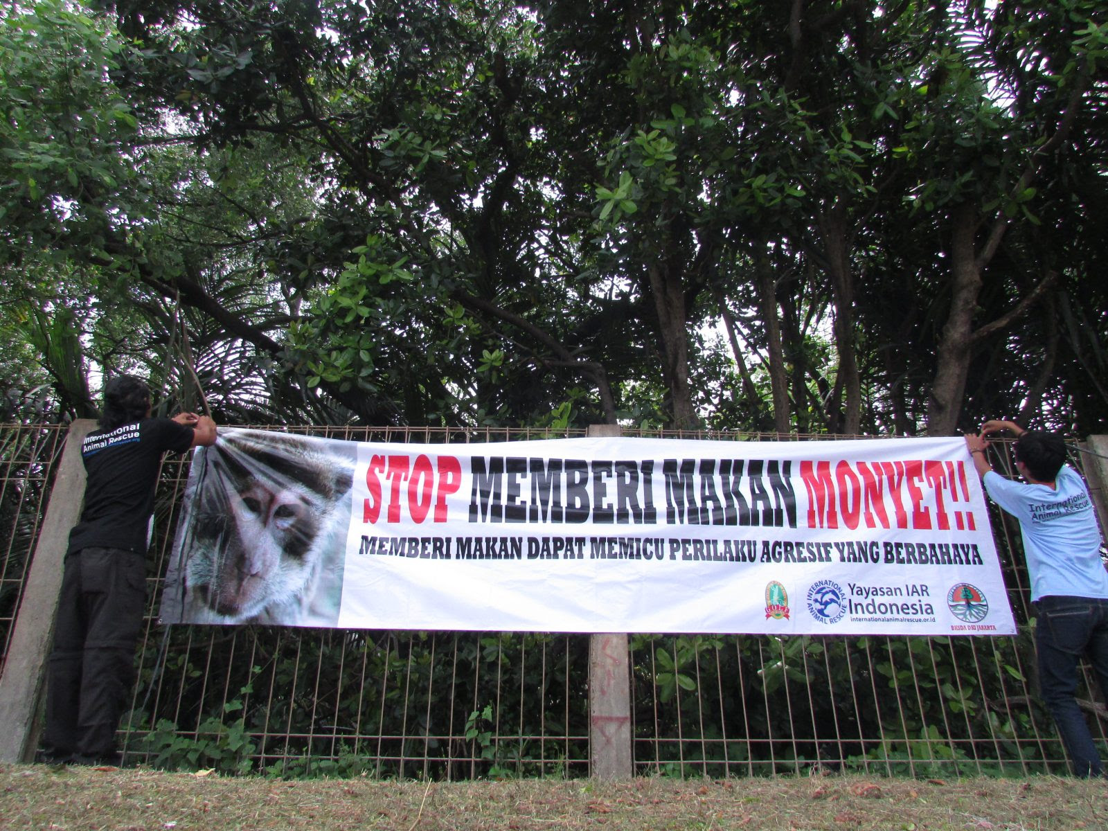 Stop Memberi Makan Monyet Ekor Panjang