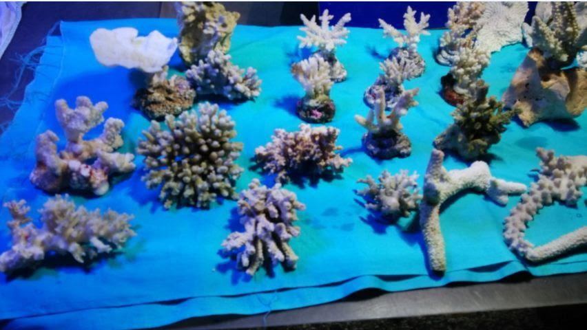 小型水槽レイアウトにお勧めだよ 飾りサンゴについて 海水魚のパイオニア 日海センター 日海フィッシュコム