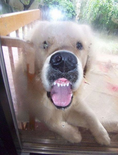 These Funny Animals
