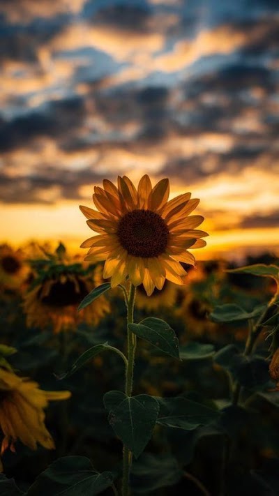 Iphone Xr Wallpaper Tumblr Hd
