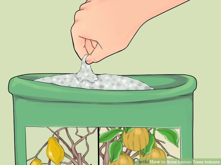 Grow Lemon Trees Indoors Step 19 Version 2.jpg