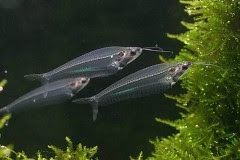 ちょっと変わり種 初心者でも飼いやすい体が透明な小型熱帯魚一覧 Qube キューブ