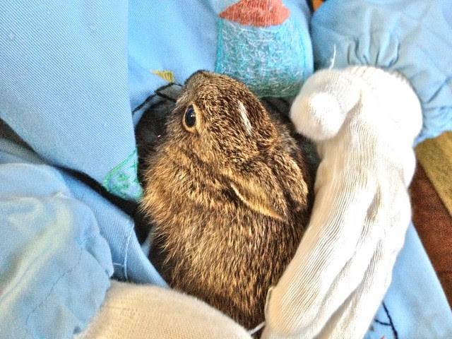 野うさぎの仔を保護して 貝のつぶやき