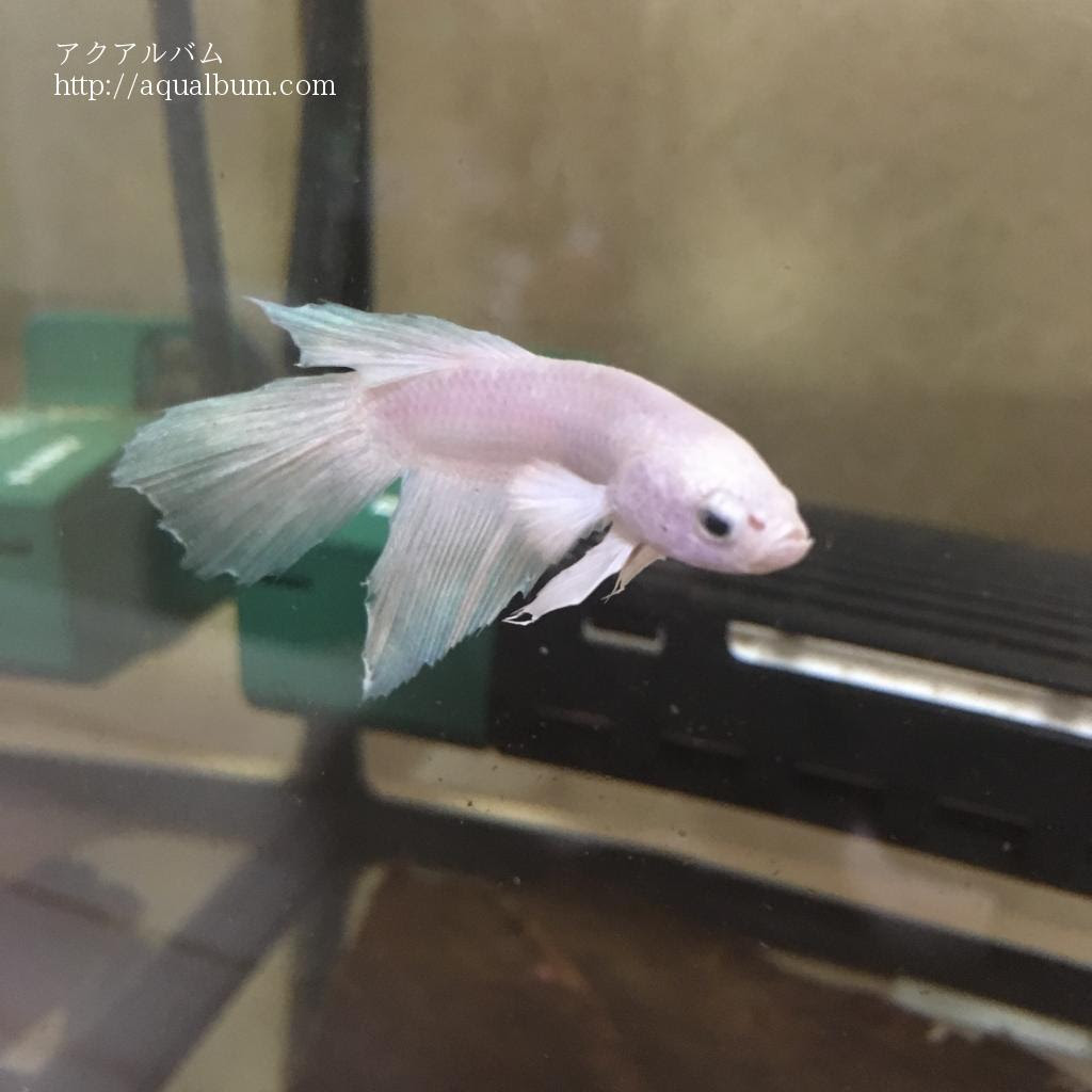 アクアライン アクアルバム