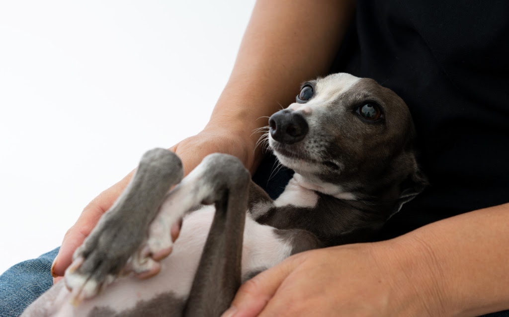これを見ればイタリアングレーハウンドの全部が分かる 可愛い家族を大切にする飼い主のための豆知識 愛犬とpochipochi
