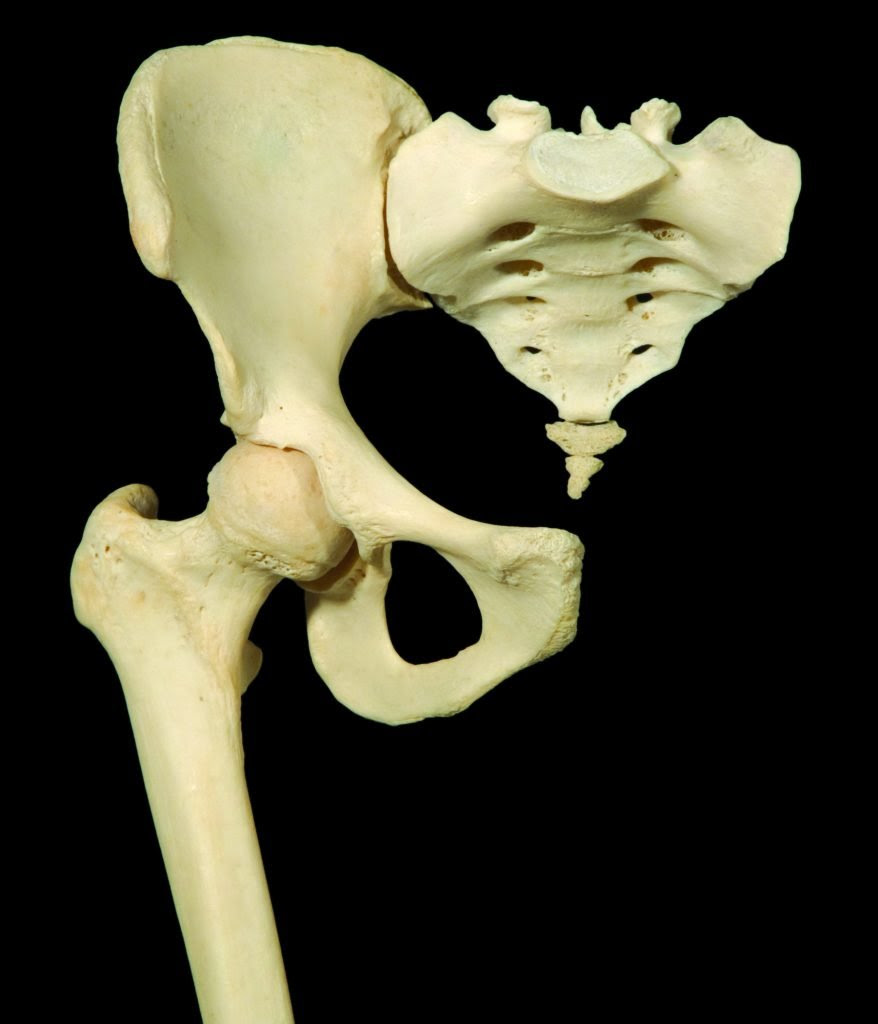 Hip joint Learn Muscles
