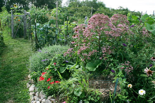 Judy's butterfly garden