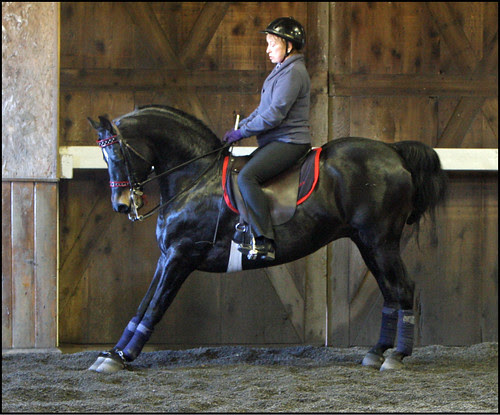 equine yoga