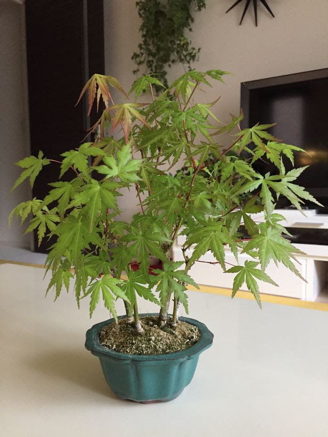 もみじ盆栽の育て方 剪定や水やり 観葉植物ブログ緑組 植物の育て方