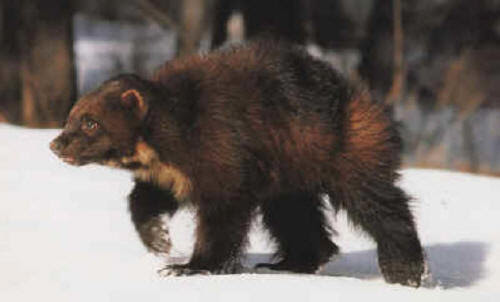 honey badger vs wolverine. mess with is a wolverine,