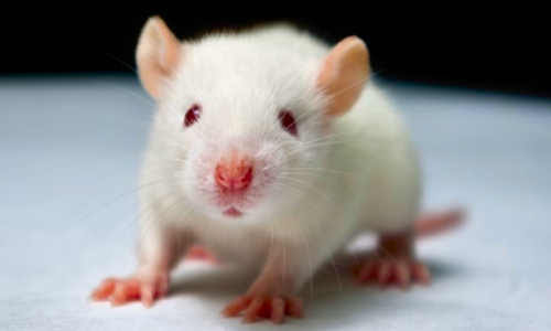 super smart mice