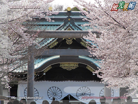 靖国神社 満開のサクラ 風光明媚 写真 壁紙
