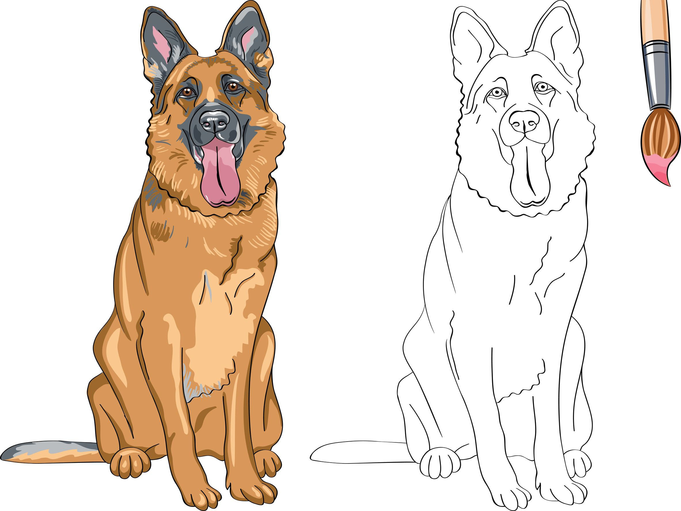 berger allemand   colorier
