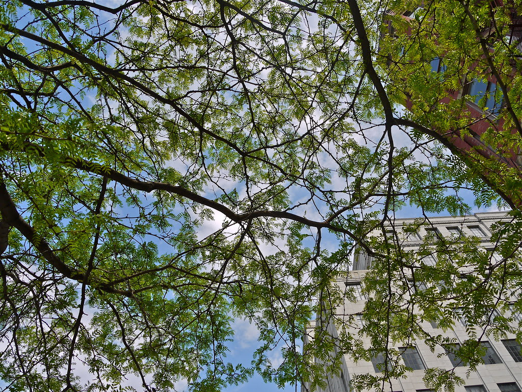 Newbury Street Boston: Looking Up