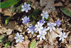 Wildflowers