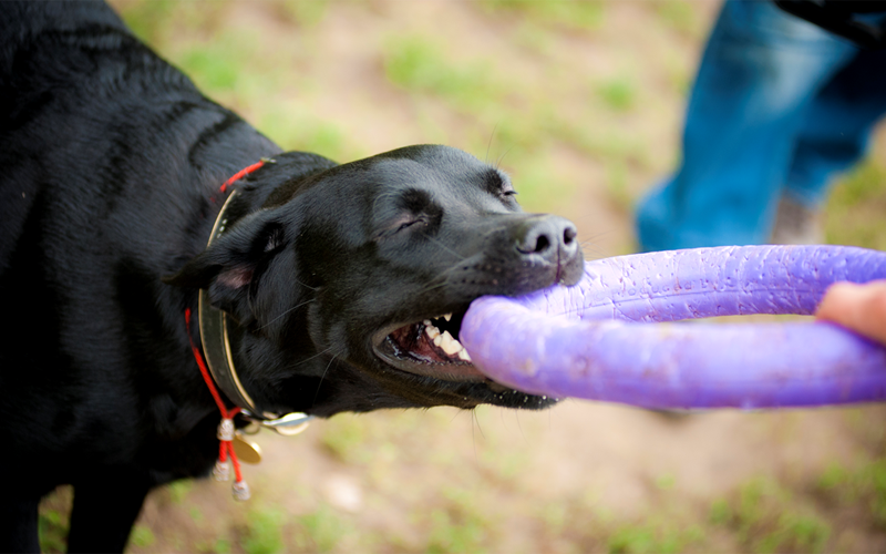 初心者大歓迎 欧米で大人気のpuller プラー を体験 プラーのスポーツ競技 Dog Puller が同時開催 犬の総合情報サイト ペットスマイルニュースforワンちゃん