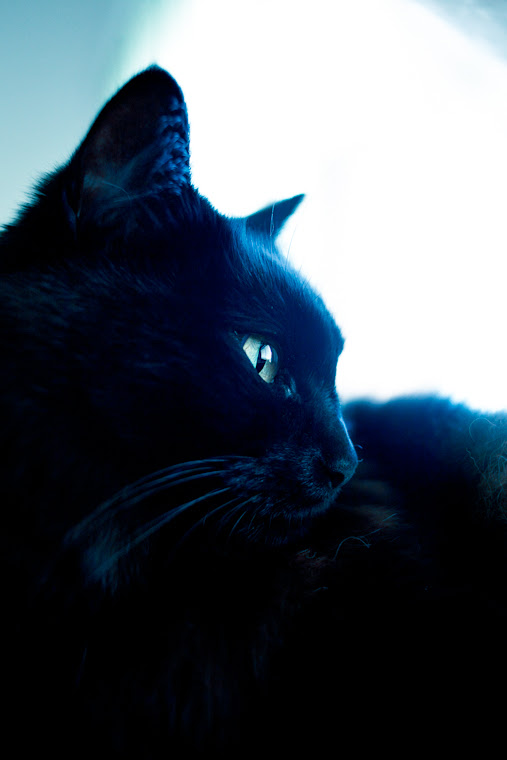 しゃべるねこ しおちゃん 写真