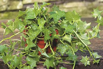 fernlea flowers vines german ivy