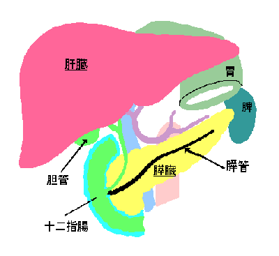3 膵臓の位置と解剖学的事項