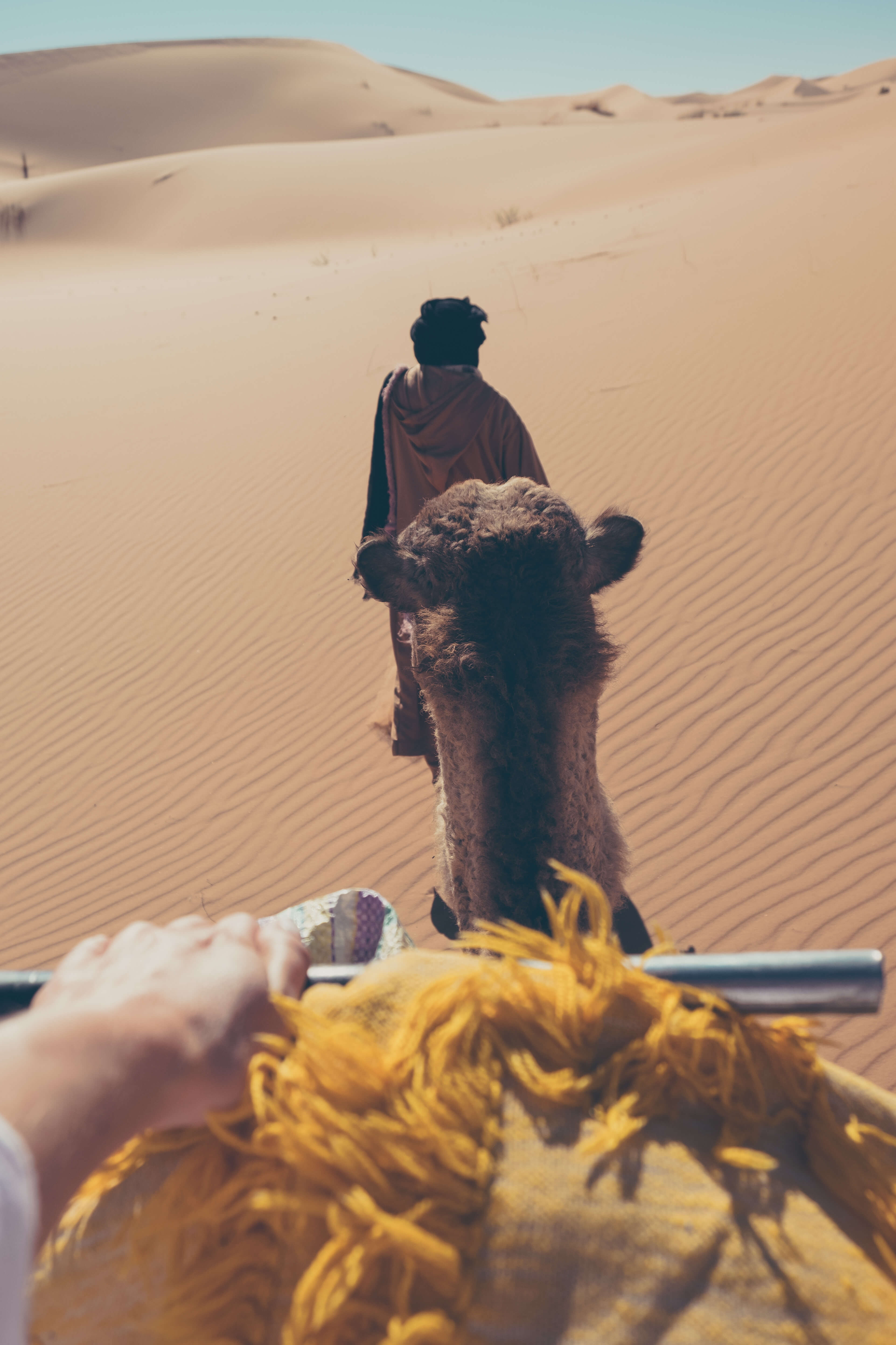 camels in the sahara
