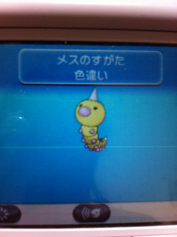 色違いに釘付け ビードル Xy