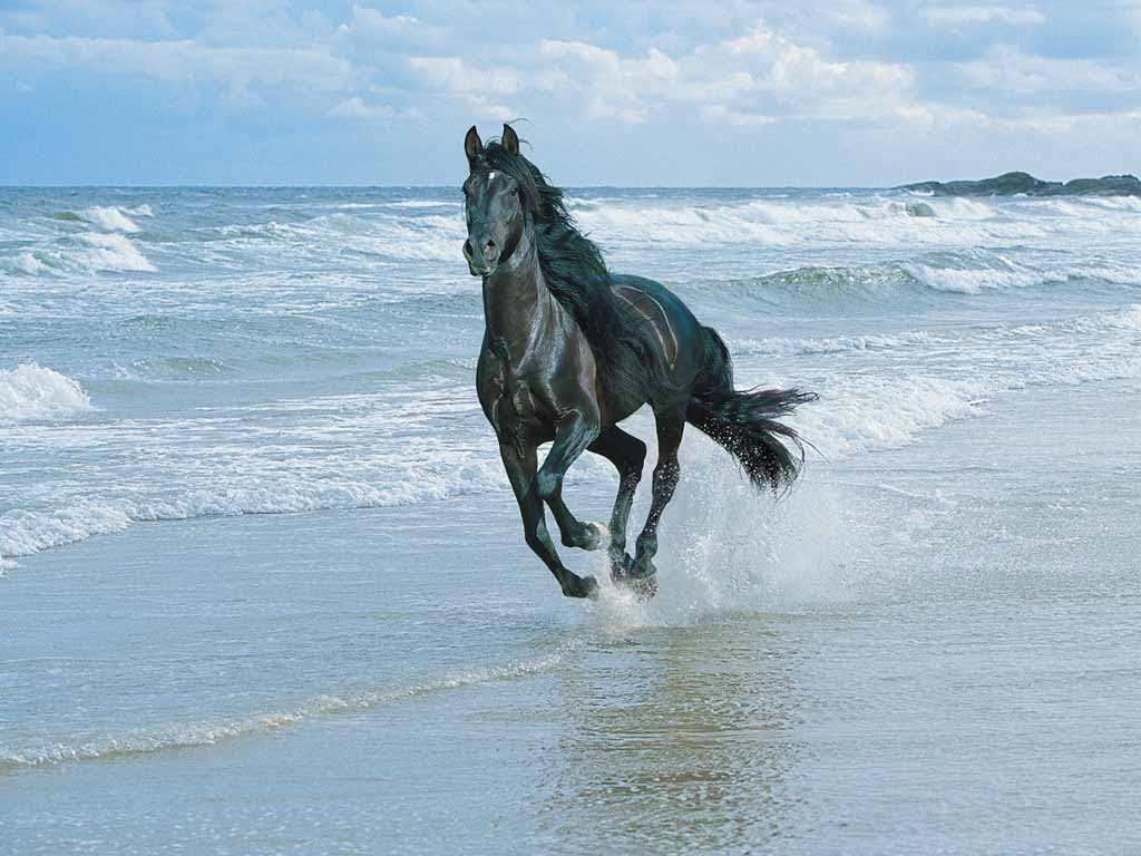 horse beach wallpaper