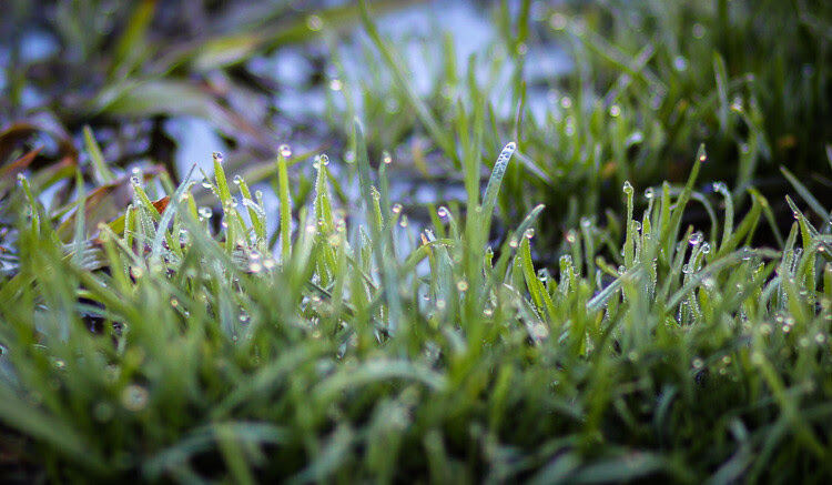 Grass