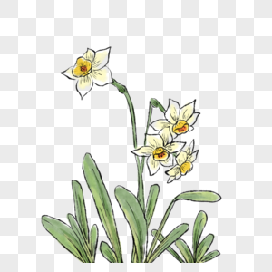 水仙花图片 水仙花怎么养