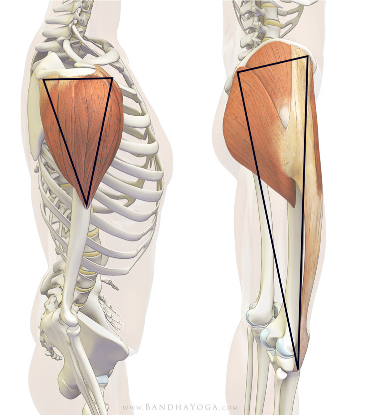 gluteals and tensor fascia lata - "the deltoid of the hip"