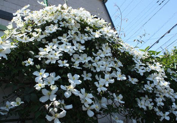 クレマチス 我が家のお花たち