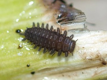 ヨツボシテントウダマシ