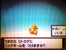 プラチナループ 色違いたまごの作り方 ひよこ