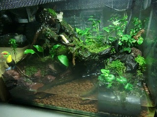 カエル水槽 かえる