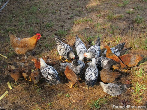 (21-2) Lokey and a lot of big chicks, including some of her second spring hatch of 10 babies - FarmgirlFare.com