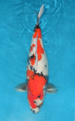 Showa Koi fish