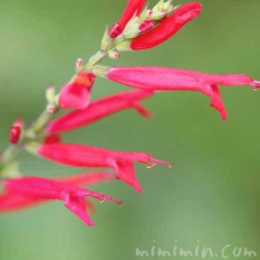 最新のhdパイナップル 花 言葉 美しい花の画像