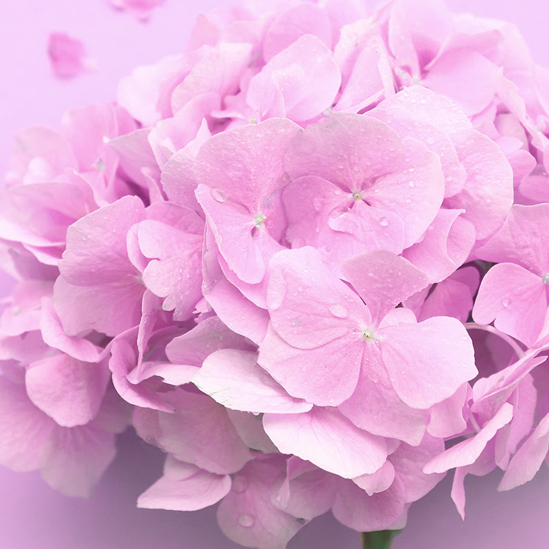 6月6日は紫陽花の日 贈り物はaether