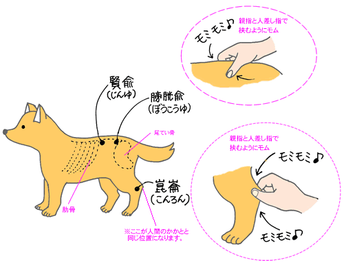 冬はペットの尿疾患に注意 愛犬 愛猫にやさしいiimono Shop Proの店長ブログ
