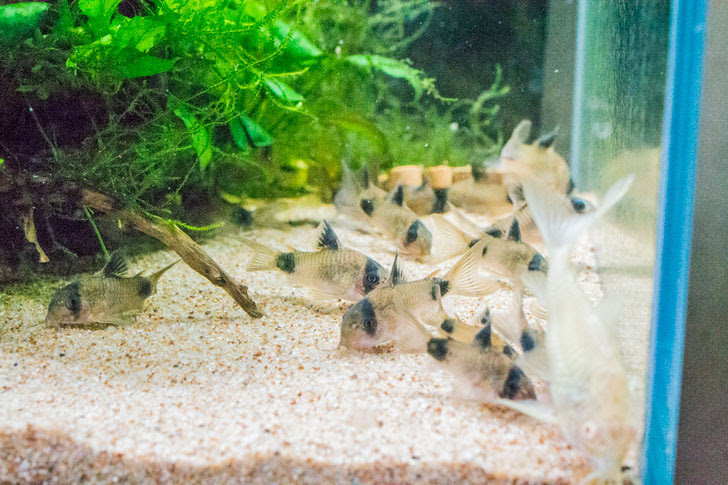 コリドラスパンダってどんな魚 飼い方は 30匹以上 飼っている僕が教えます 悠々自適生活研究所