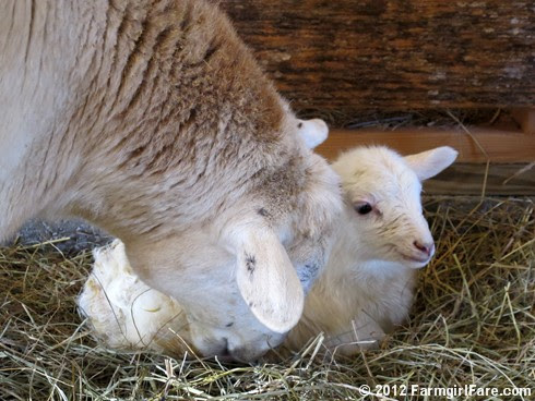 Wednesday random lamb photos 9 - FarmgirlFare.com