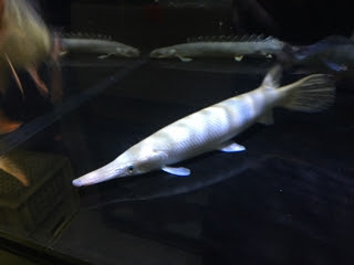 マンファリ 入荷情報ブログ アクアヒス 熱帯魚 爬虫類 水槽 中古器具