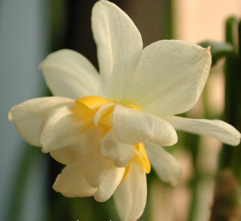 转帖 全球最动听的英文花名 外语学习 小木虫 学术科研互动社区