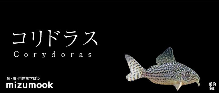コリドラス ミズムック
