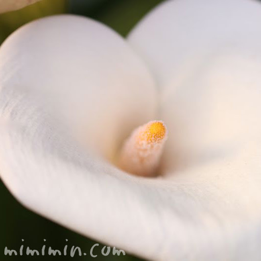 カラーの花の写真 花言葉 名前の由来 みみみんブログ