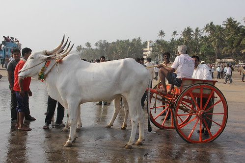 Bullock Cart Race Murud Janjira 2013 by firoze shakir photographerno1
