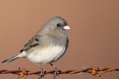 Dark-eyed Junco DSC_6906 by Mully410 * Images