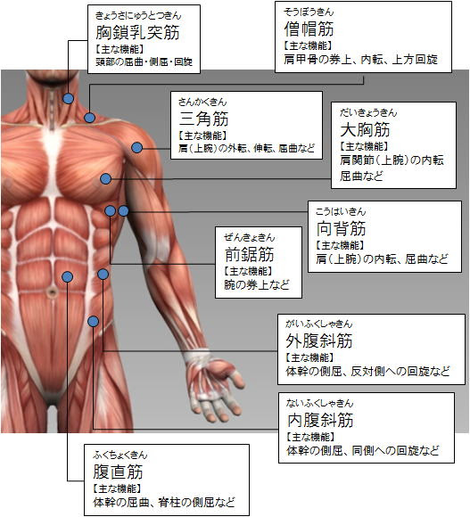 各部筋肉の名称 体幹部
